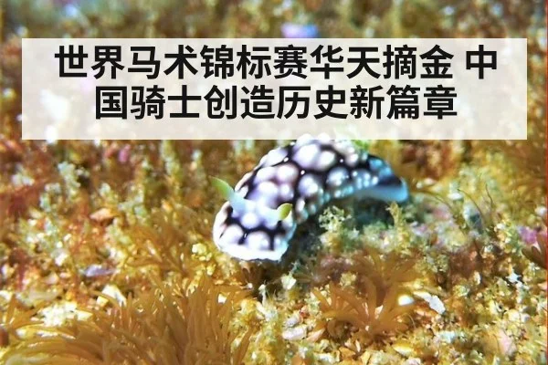 世界马术锦标赛华天摘金 中国骑士创造历史新篇章